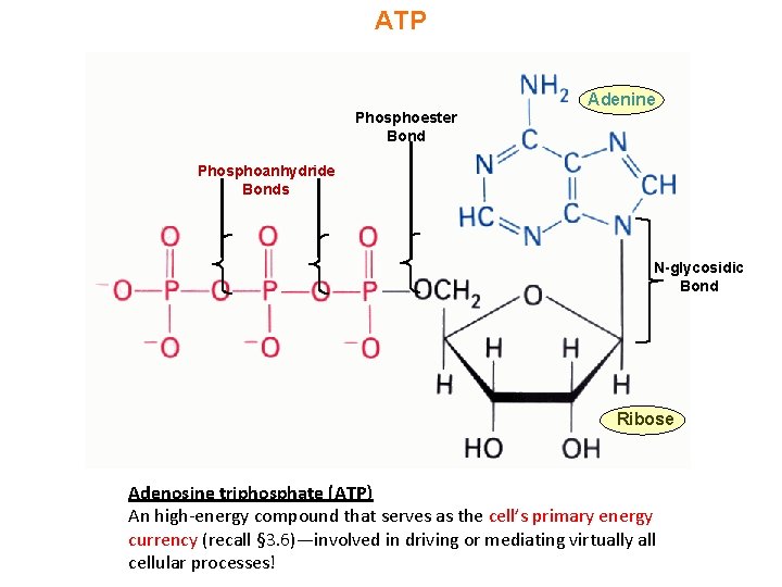 ATP Adenine Phosphoester Bond Phosphoanhydride Bonds N-glycosidic Bond Ribose Adenosine triphosphate (ATP) An high-energy