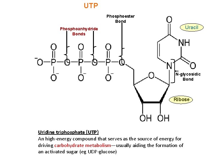 UTP Phosphoester Bond Uracil Phosphoanhydride Bonds N-glycosidic Bond Ribose Uridine triphosphate (UTP) An high-energy