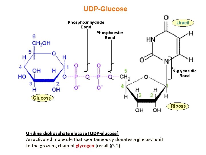 UDP-Glucose Phosphoanhydride Bond Phosphoester Bond Uracil N-glycosidic Bond Glucose Ribose Uridine diphosphate glucose (UDP-glucose)