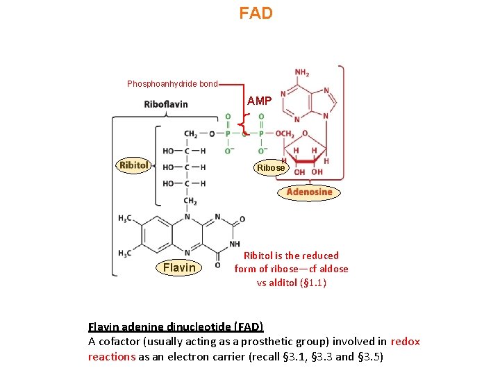 FAD Phosphoanhydride bond AMP Ribose Flavin Ribitol is the reduced form of ribose—cf aldose