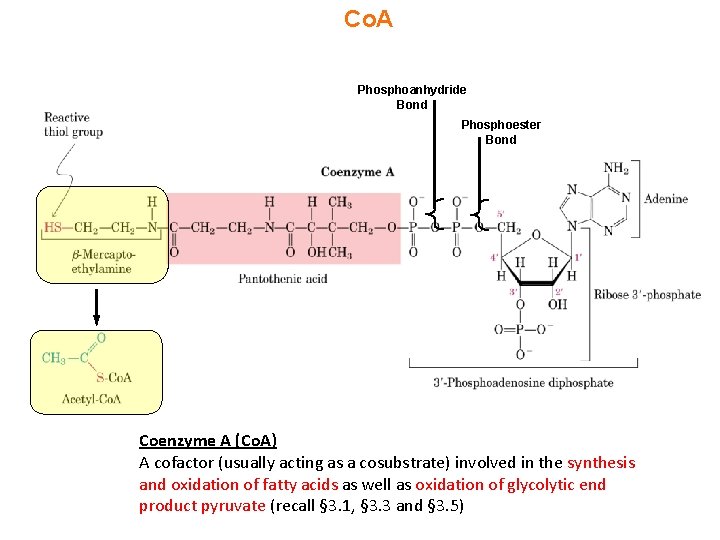 Co. A Phosphoanhydride Bond Phosphoester Bond Coenzyme A (Co. A) A cofactor (usually acting