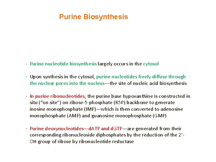 Purine Biosynthesis - Purine nucleotide biosynthesis largely occurs in the cytosol - Upon synthesis