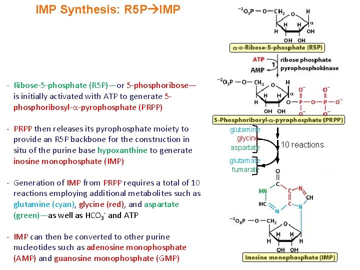 IMP Synthesis: R 5 P IMP - Ribose-5 -phosphate (R 5 P)—or 5 -phosphoribose—