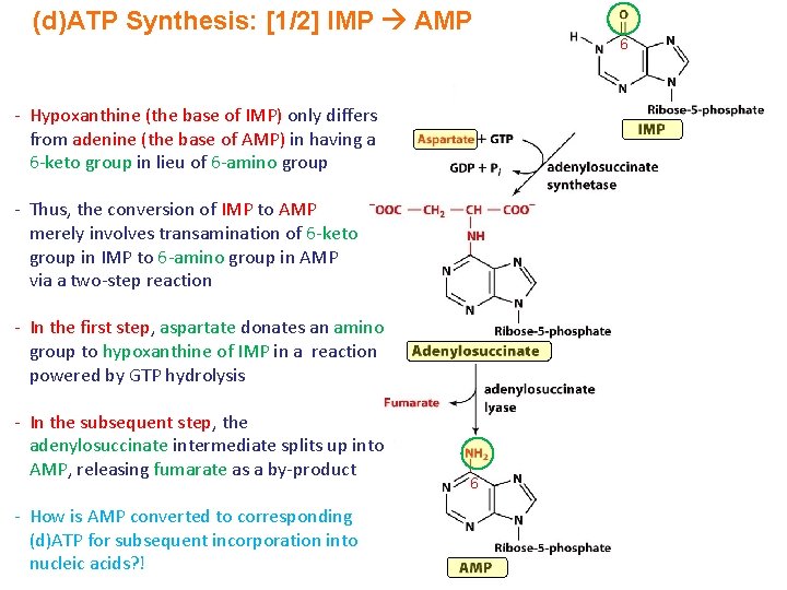 (d)ATP Synthesis: [1/2] IMP AMP - Hypoxanthine (the base of IMP) only differs from