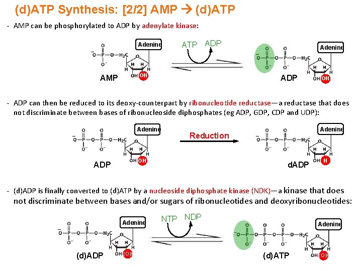 (d)ATP Synthesis: [2/2] AMP (d)ATP - AMP can be phosphorylated to ADP by adenylate