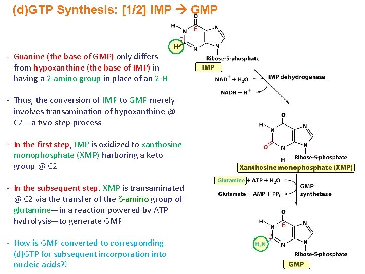 (d)GTP Synthesis: [1/2] IMP GMP 6 - Guanine (the base of GMP) only differs