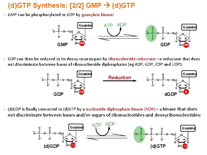 (d)GTP Synthesis: [2/2] GMP (d)GTP - GMP can be phosphorylated to GDP by guanylate