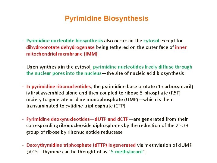 Pyrimidine Biosynthesis - Pyrimidine nucleotide biosynthesis also occurs in the cytosol except for dihydroorotate
