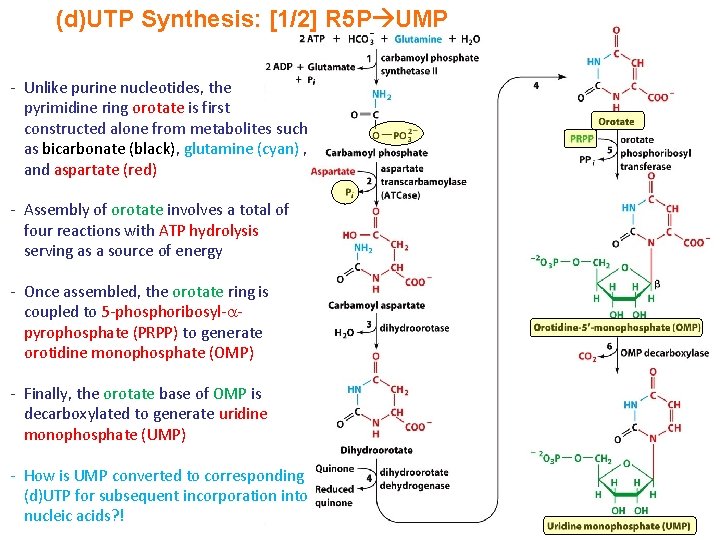 (d)UTP Synthesis: [1/2] R 5 P UMP - Unlike purine nucleotides, the pyrimidine ring