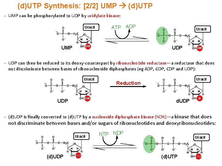 (d)UTP Synthesis: [2/2] UMP (d)UTP - UMP can be phosphorylated to UDP by uridylate