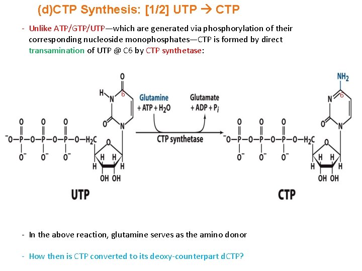 (d)CTP Synthesis: [1/2] UTP CTP - Unlike ATP/GTP/UTP—which are generated via phosphorylation of their