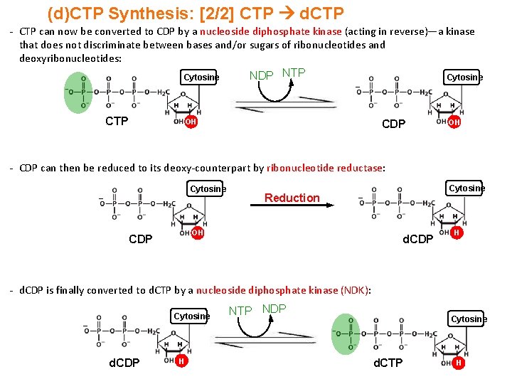 (d)CTP Synthesis: [2/2] CTP d. CTP - CTP can now be converted to CDP