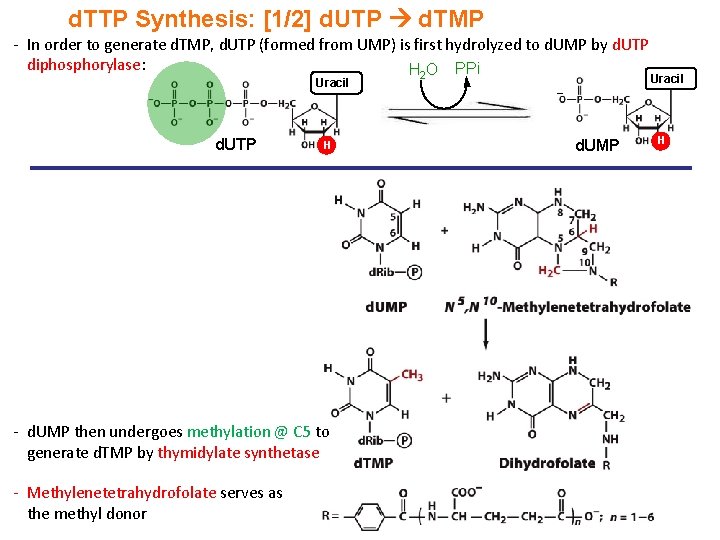 d. TTP Synthesis: [1/2] d. UTP d. TMP - In order to generate d.