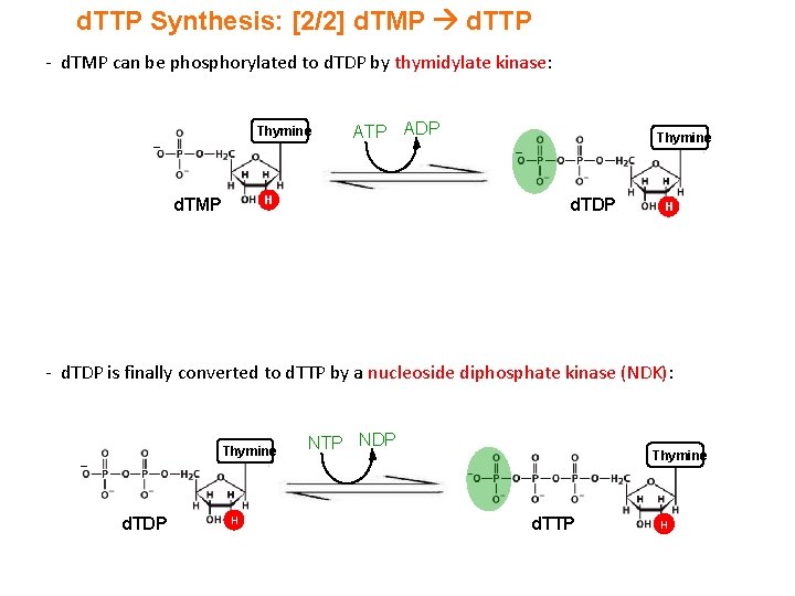d. TTP Synthesis: [2/2] d. TMP d. TTP - d. TMP can be phosphorylated