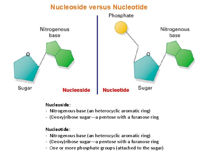 Nucleoside versus Nucleotide Nucleoside: - Nitrogenous base (an heterocyclic aromatic ring) - (Deoxy)ribose sugar—a