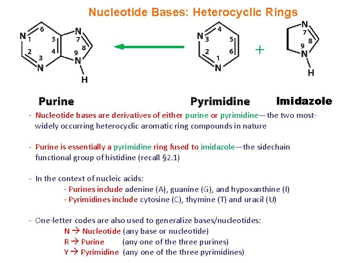 Nucleotide Bases: Heterocyclic Rings + Imidazole - Nucleotide bases are derivatives of either purine