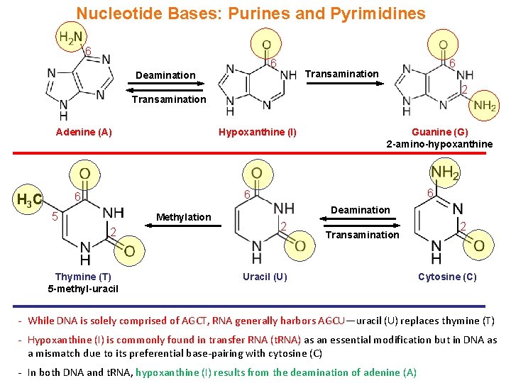 Nucleotide Bases: Purines and Pyrimidines 6 6 Deamination 6 Transamination 2 Transamination Adenine (A)