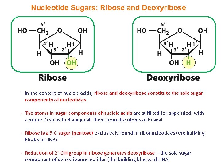 Nucleotide Sugars: Ribose and Deoxyribose - In the context of nucleic acids, ribose and