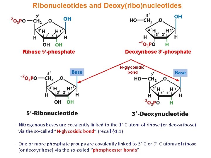 Ribonucleotides and Deoxy(ribo)nucleotides OH OH Ribose 5’-phosphate Deoxyribose 3’-phosphate N-glycosidic bond - Nitrogenous bases