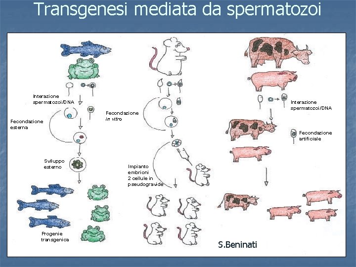 Transgenesi mediata da spermatozoi Interazione spermatozoi/DNA Fecondazione in vitro Fecondazione esterna Fecondazione artificiale Sviluppo