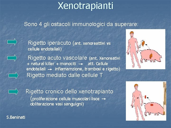Xenotrapianti Sono 4 gli ostacoli immunologici da superare: Rigetto iperacuto (ant. xenoreattivi vs cellule