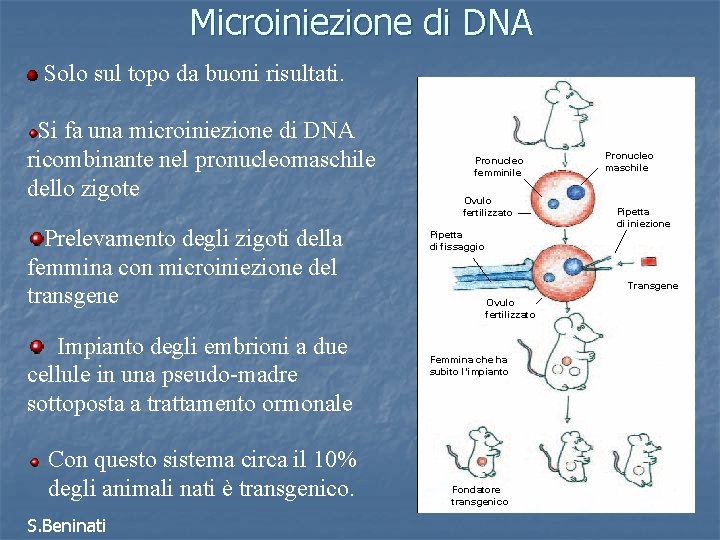 Microiniezione di DNA Solo sul topo da buoni risultati. Si fa una microiniezione di