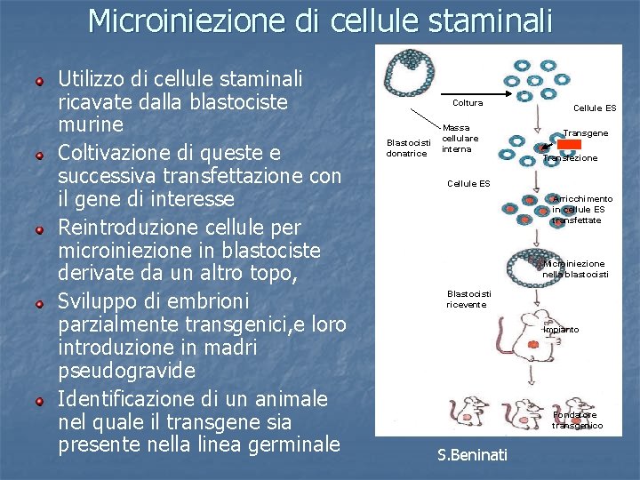 Microiniezione di cellule staminali Utilizzo di cellule staminali ricavate dalla blastociste murine Coltivazione di