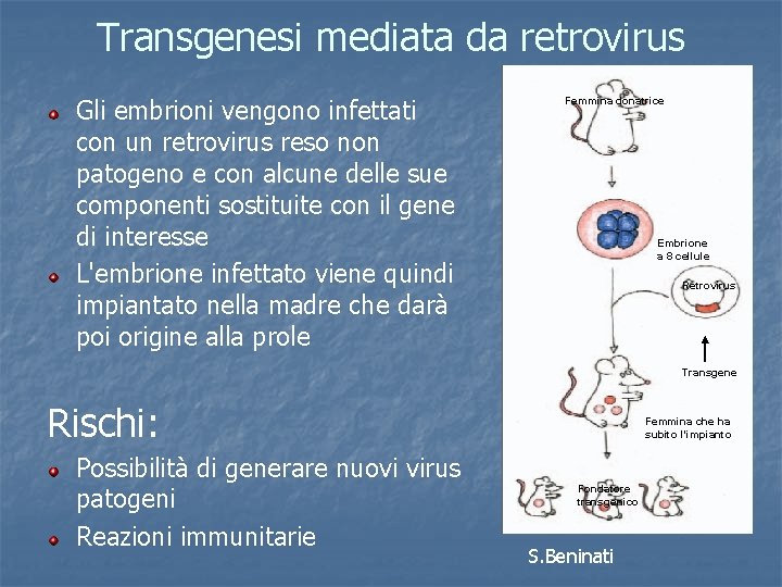 Transgenesi mediata da retrovirus Gli embrioni vengono infettati con un retrovirus reso non patogeno