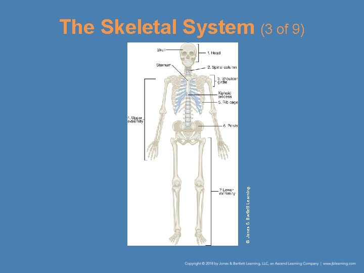 © Jones & Bartlett Learning. The Skeletal System (3 of 9) 