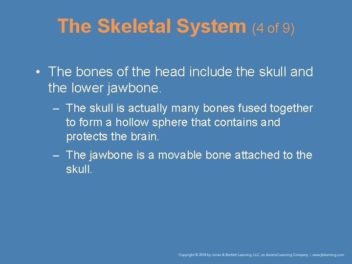The Skeletal System (4 of 9) • The bones of the head include the