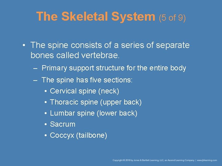 The Skeletal System (5 of 9) • The spine consists of a series of