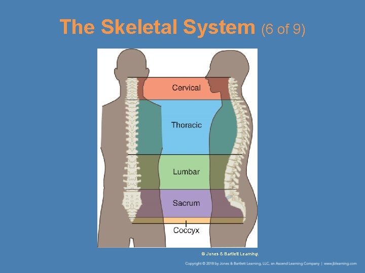 The Skeletal System (6 of 9) © Jones & Bartlett Learning. 
