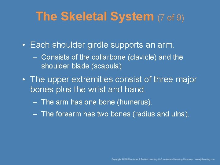 The Skeletal System (7 of 9) • Each shoulder girdle supports an arm. –