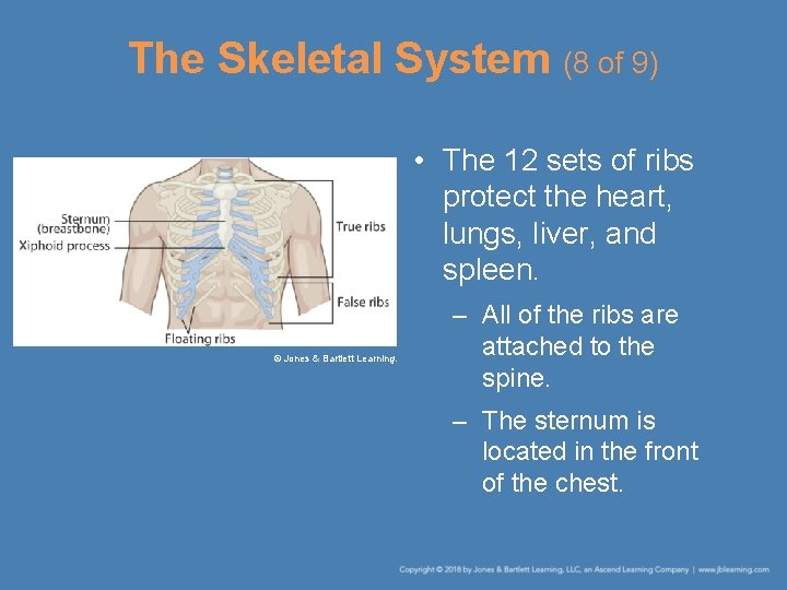 The Skeletal System (8 of 9) • The 12 sets of ribs protect the