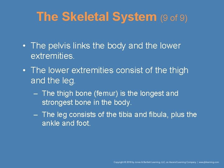 The Skeletal System (9 of 9) • The pelvis links the body and the