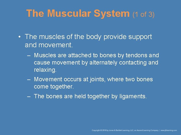 The Muscular System (1 of 3) • The muscles of the body provide support