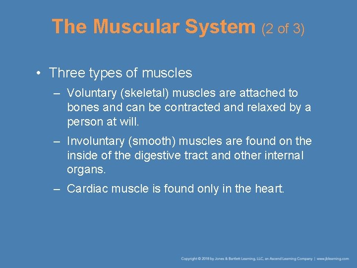The Muscular System (2 of 3) • Three types of muscles – Voluntary (skeletal)