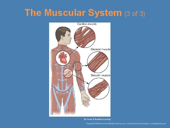 The Muscular System (3 of 3) © Jones & Bartlett Learning. 