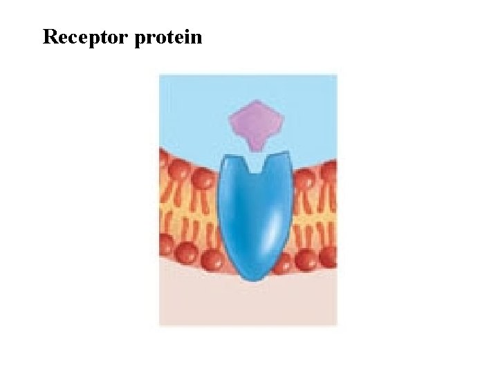 Receptor protein 