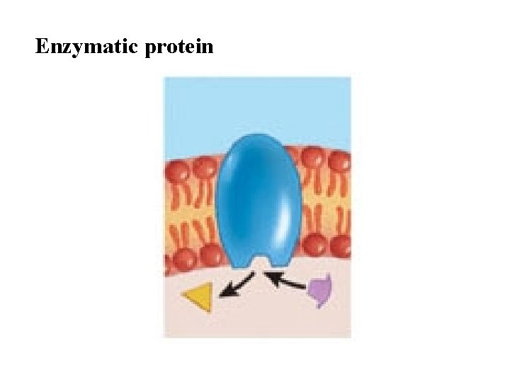 Enzymatic protein 