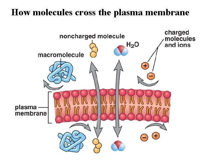 How molecules cross the plasma membrane 