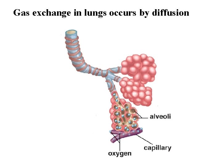 Gas exchange in lungs occurs by diffusion 