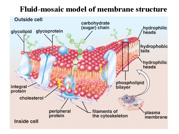 Fluid-mosaic model of membrane structure 