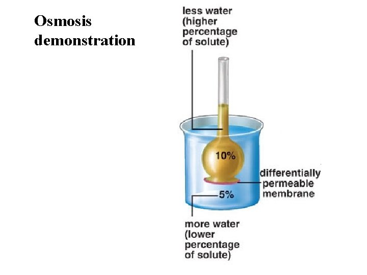 Osmosis demonstration 