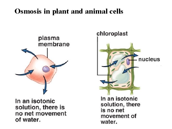 Osmosis in plant and animal cells 