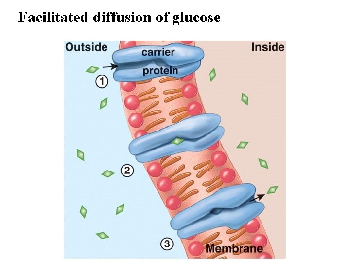 Facilitated diffusion of glucose 