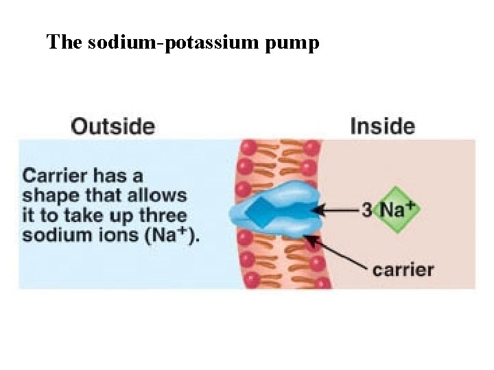 The sodium-potassium pump 