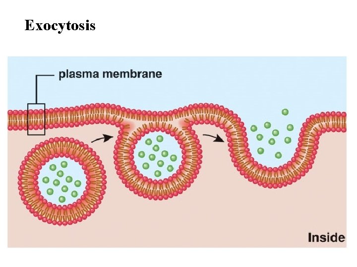 Exocytosis 