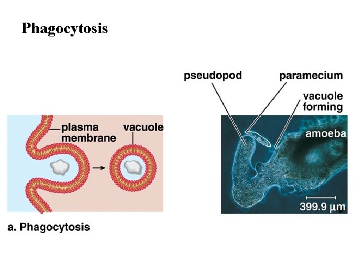 Phagocytosis 