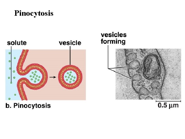 Pinocytosis 